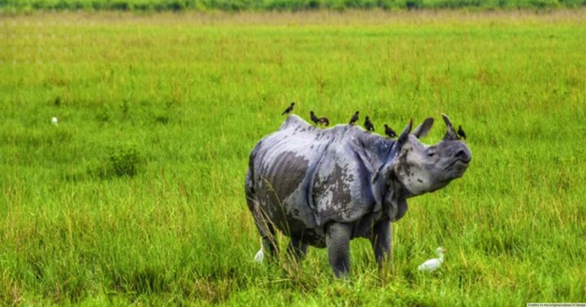 Two rhino horn traders arrested near Kaziranga National Park